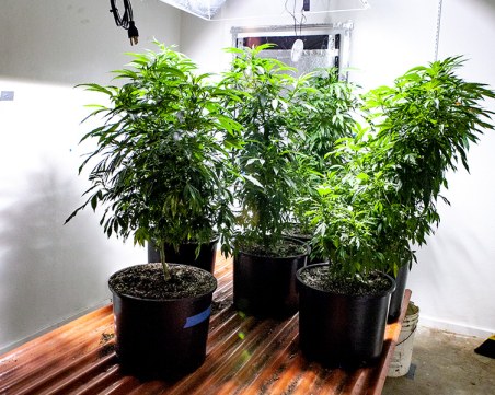 Разбиха домашна оранжерия за канабис в Пазарджик