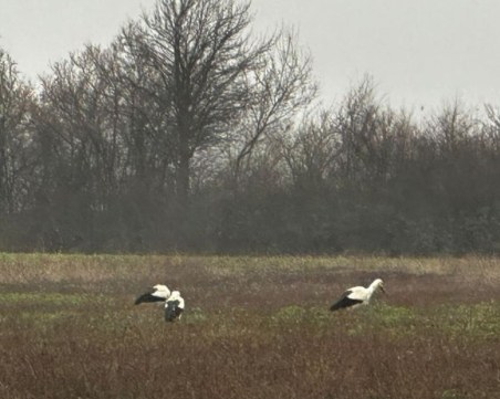 Навръх Трети март: Щъркелите се завърнаха в Пловдивско