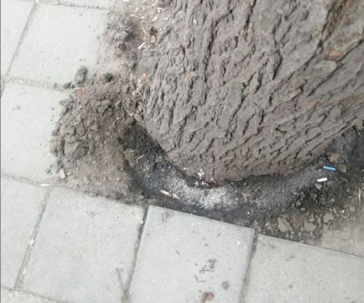 Вандали се опитват да умъртвят дърво в Кючука с морска сол