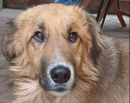 Златистото момче Оро търси своя нов дом