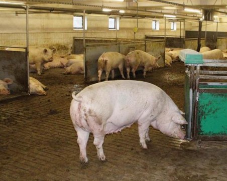 Свинеферма в Пловдивско отнесе 50 000лв. глоба, отглежда животните без разрешително