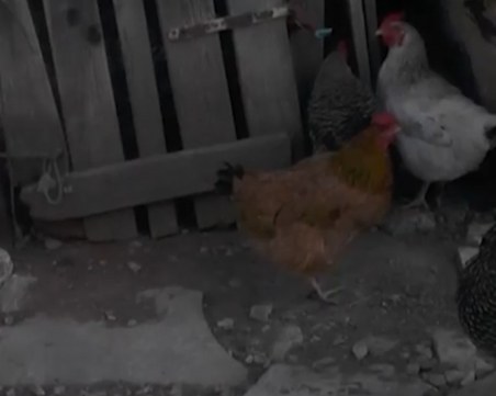 Ще върнат ли детето на майката, която го отглежда в кокошарник?