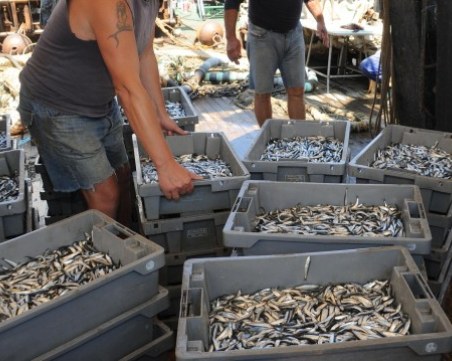 Цацата в Черно море се смалява – учени обясниха причината