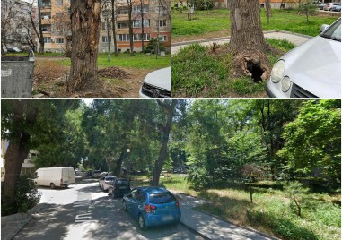 Болни дървета около парк Мизия в пловдивския квартал Кършияка разтревожиха