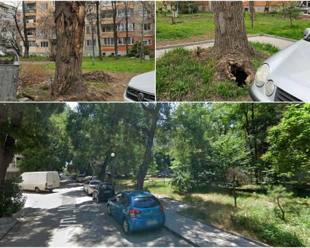 Болни дървета с огромни хралупи застрашават посетителите на парк в Кършияка