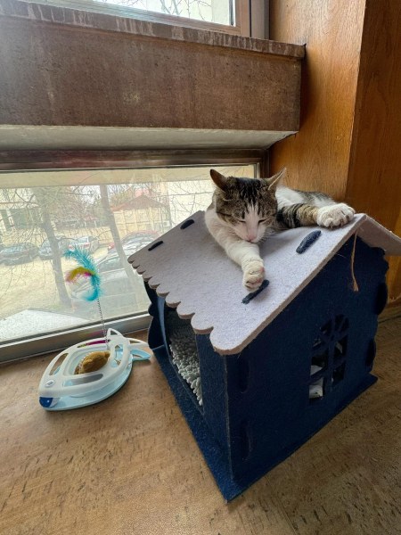 Въпреки репортажите и петициите,  котето, което живее в библиотека Иван