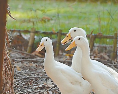 БАБХ обяви огнище на инфлуенца по птиците в Пазарджишко