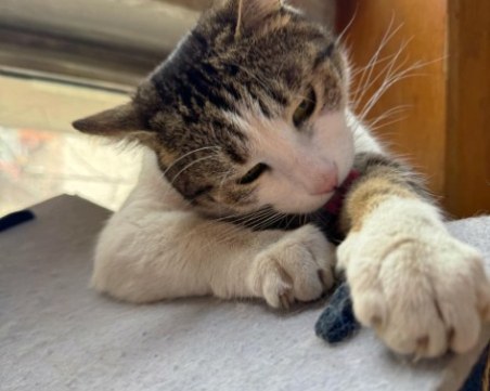 Пловдивчани излизат на протест в подкрепа на библиотечния котарак Жоро