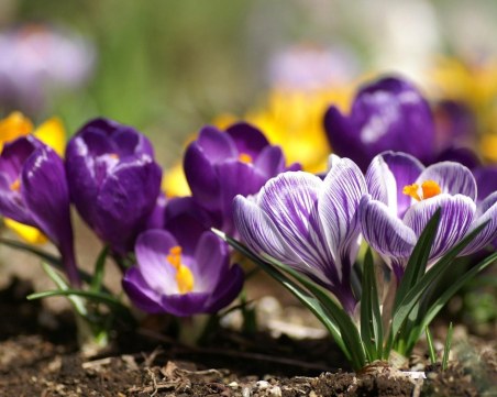 Проф. Рачев: До първа пролет ще има хубаво и топло време