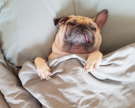 Какво сънуват кучетата