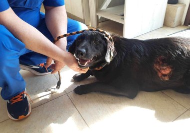 Собственици на питбули насъскват кучетата си срещу беззащитните бездомни животни