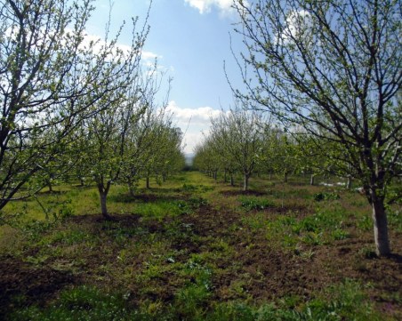 Хванаха двама да крадат овощни дръвчета в пловдивско село