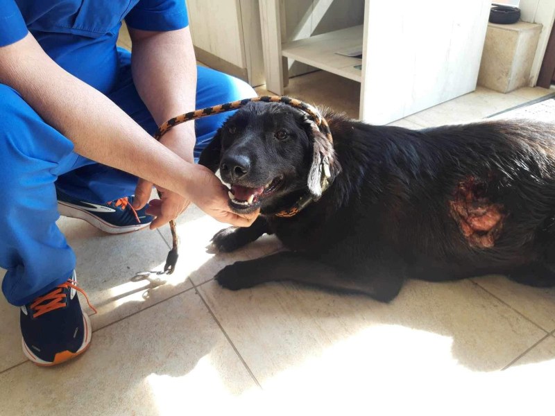 Собственици на питбули насъскват кучетата си срещу беззащитните бездомни животни