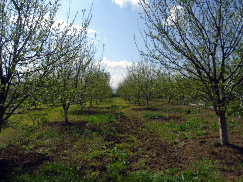 Хванаха двама да крадат овощни дръвчета в пловдивско село