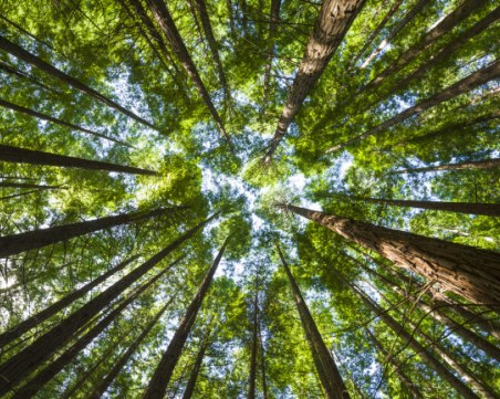 Тайните на най-старата гора в света