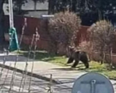 Мечка нападна хора в центъра на голям град в Словакия