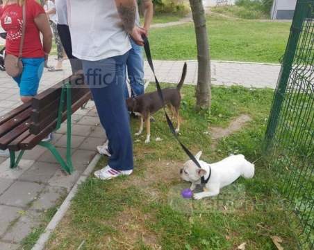 Започна кампанията за подпомагане кастрацията на домашни кучета и котки в Пловдив