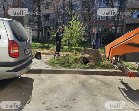 Отсякоха болните дървета, застрашавали посетителите на парк в Кършияка