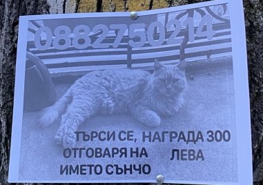 Търсят котенцето Сънчо загубено в Пловдив срещу възнаграждение За това