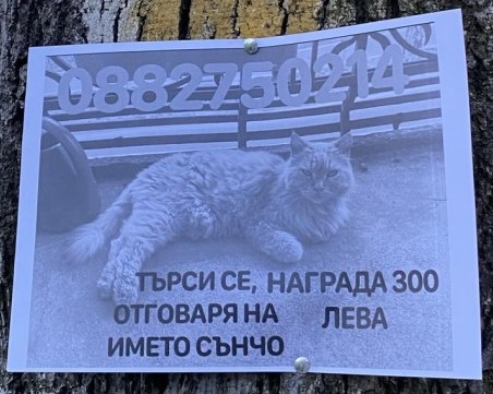 Виждали ли сте го? Търсят загубения Сънчо в Пловдив, предлагат възнаграждение