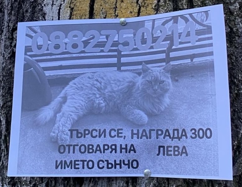 Търсят котенцето Сънчо, загубено в Пловдив, срещу възнаграждение. За това