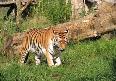 Сибирска тигрица Шели почина на 19 годишна възраст съобщиха от Зоологическата