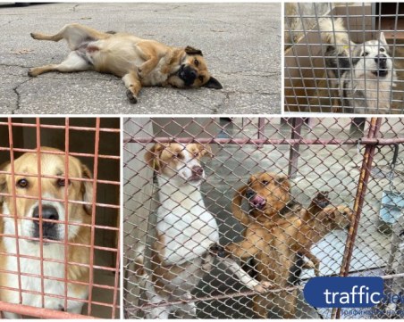 Ден на отворените врати в Приюта за безстопанствени животни