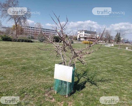 Наследник на уникален хилядолетен бряст расте край Пловдив