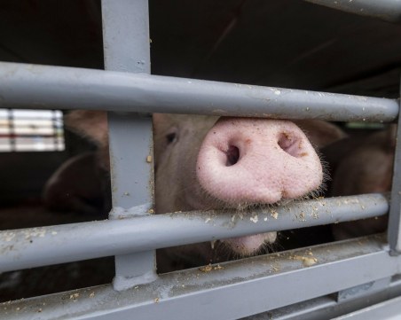 Огнище на Африканска чума в Пловдивско! Откриха захвърлени трупове на болни прасета