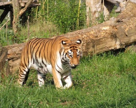Почина Шели, сибирската тигрица от Столичния зоопарк