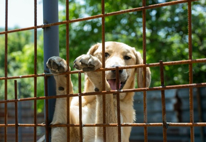 Ден на отворените врати в Приюта за безстопанствени животни в Пловдив