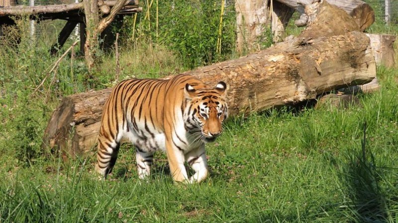 Почина Шели, сибирската тигрица от Столичния зоопарк