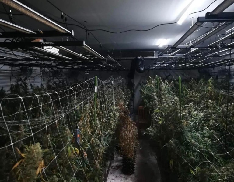 Мащабна акция против наркоразпространението във Варненско, разбиха пет оранжерии за марихуана