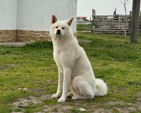 Породисто куче бе намерено в района на Войводиново, издирват собствениците му