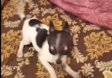 Ситуация с малтретирано и недохранено куче в Кючук Париж разбуни