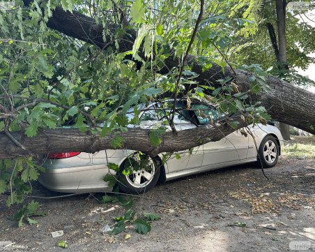 Общината плаща близо 7000лв. на пловдивчанин, чийто автомобил бил унищожен от паднало дърво