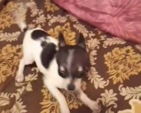 Полиция и природозащитници прибраха малтретирано куче от жилище в Кючук Париж