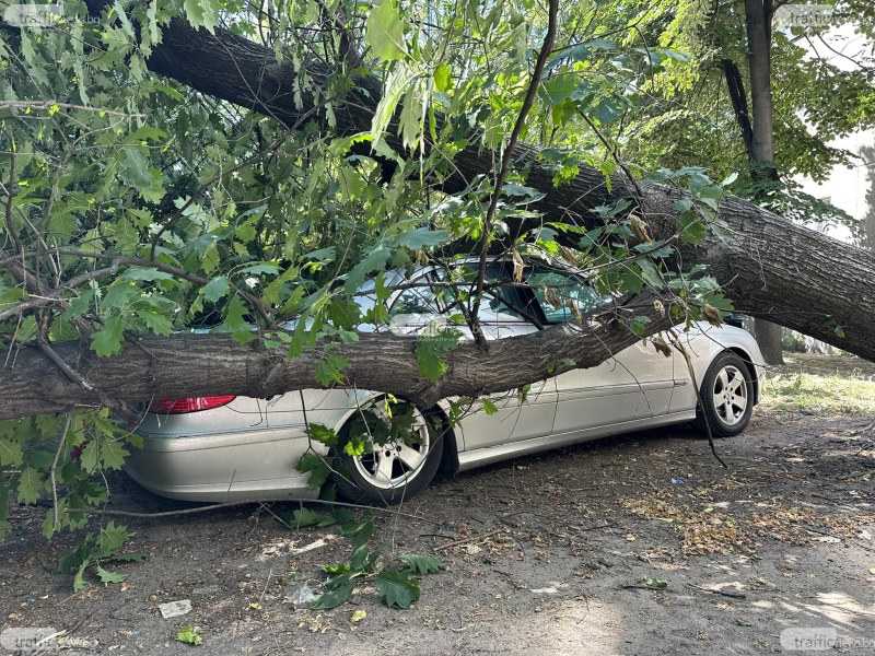 Общината плаща близо 7000лв. на пловдивчанин, чийто автомобил бил унищожен от паднало дърво