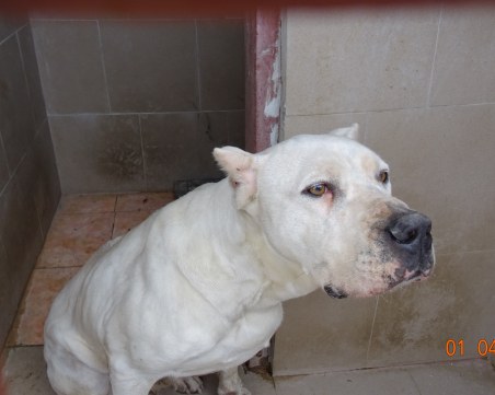 Изгубено домашно куче Дого аржентино, търсят собственика му