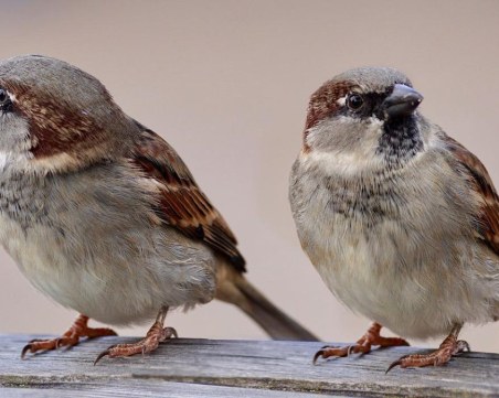 Включете се! Броим врабчетата в България на 27 април