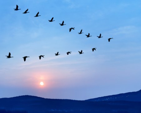 Колко дълго може една птица да лети, без да кацне?