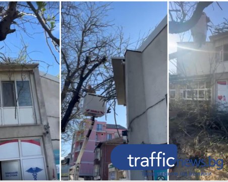 Пловдивчани: Режат клони в