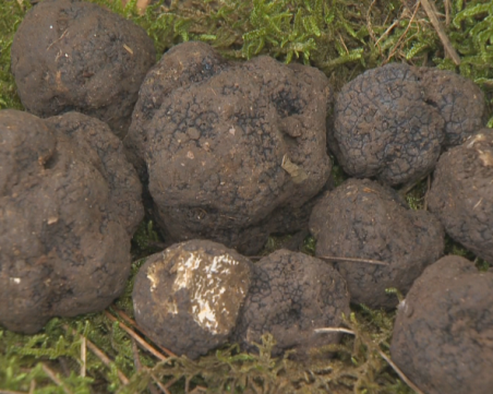 Задържаните за данъчни измами с трюфели и гъби в Пазарджик се признаха за виновни