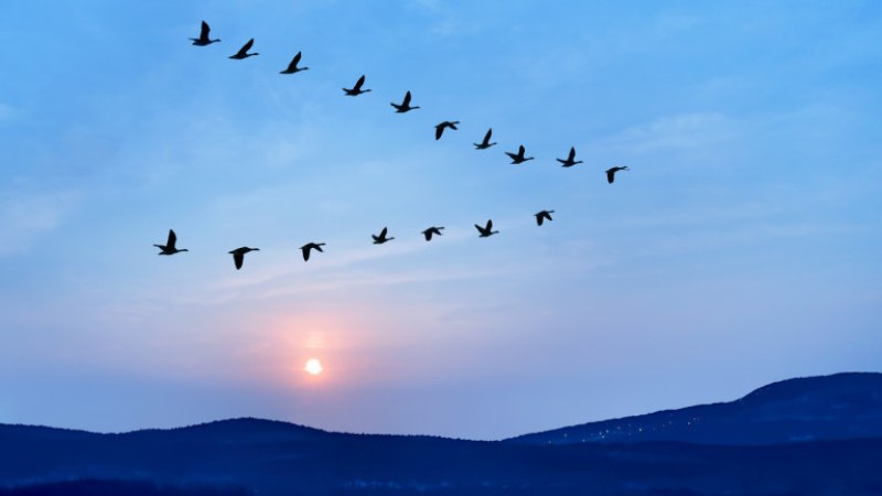 Колко дълго може една птица да лети, без да кацне?