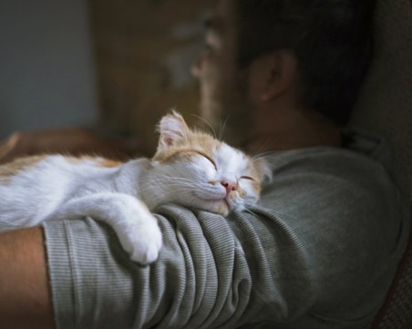 Какво не знаем за мъркането на котките?