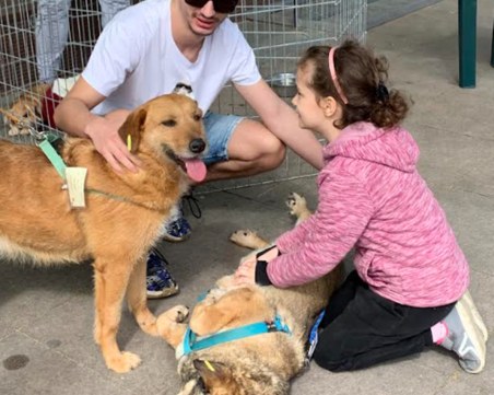 Кученцата от общинския приют зарадваха стотици пловдивчани