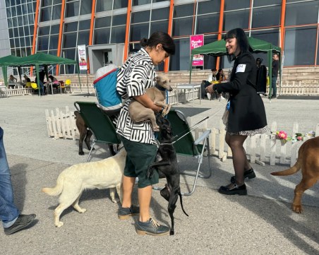 Над 400 кучета дефилират в Панаира