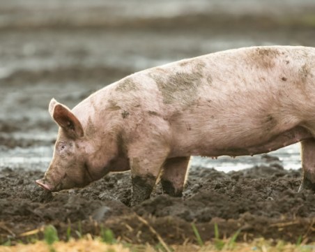 Защо прасетата обичат толкова много калта