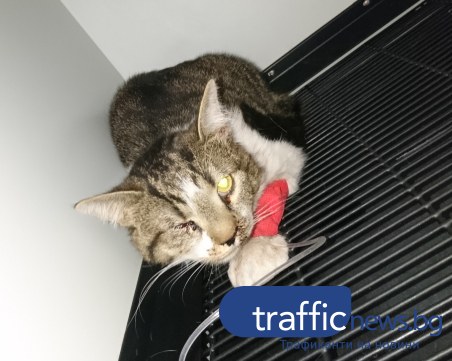 Пловдивчанин, помогнал на блъсната котка в Кючука, търси стопаните ѝ