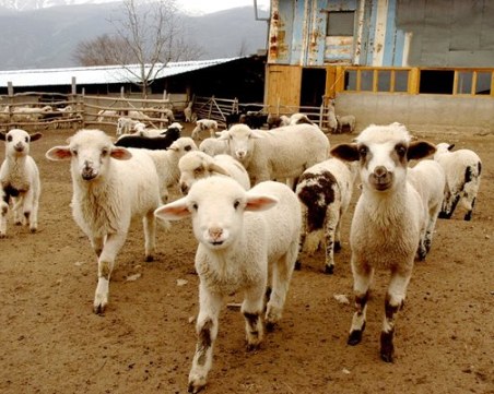 Двама апаши задигнаха 16 агнета в Стрелча, скриха ги в БМВ